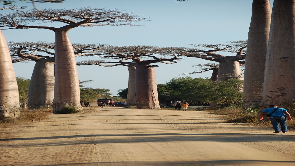 Baobab Madagascar - Madagascar